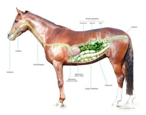 Digestive System of the Horse