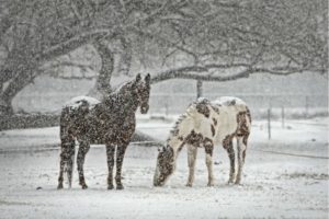Keep horses warm in winter