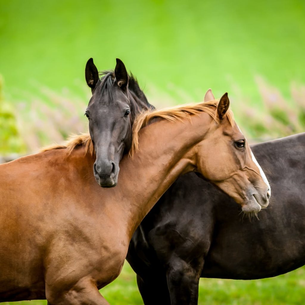 Natural Horse Care Techniques Wholesome Equine Nutrition