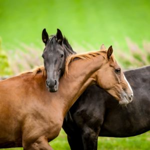 Natural Horse Care, horses playing