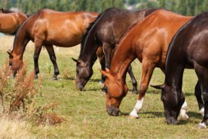 Stress and Ulcers in Horses