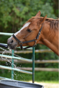 How often do horses drink water?
